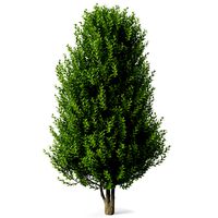 Sweet Bay Laurel Tree
