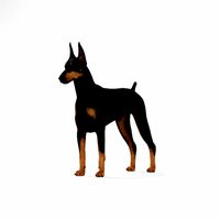 Doberman Pinscher HD