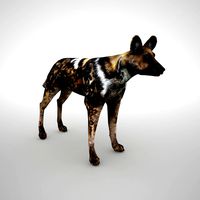 African Wild Dog Low Poly