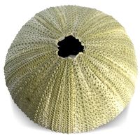 Sea Urchin Paracentrotus