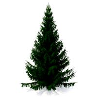 White Spruce Tree