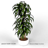 dracaena Hawaii Sunshine