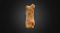 Woolly Rhino Metacarpal 3rd