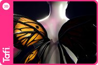 Nocturnal Fay Wings Male from Tafi