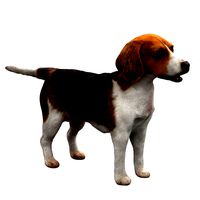 Beagle Dog NoFur