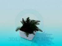 3D Model Fern in a pot
