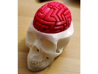 Dr Brain Breaker Real Skull by Flamingbrad