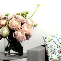 Pink Ranunculus