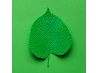 Linden (tilia) tree leaf by DB_oblikovanje
