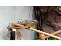 Gecko Feeder by Chris05