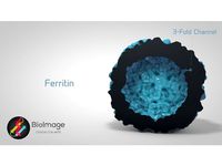 Ferritin - The Cellular Iron Storage by EnriqueBumbury