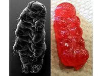 Tardigrade gummy bear molds by clairemcwhite