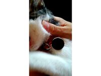 collar gato bic oreo by danny3713