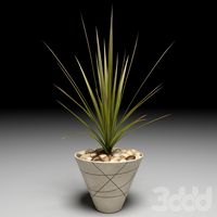 Dracaena Marginata tree