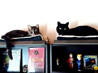 Border for IKEA FINNBY shelve by DasMia