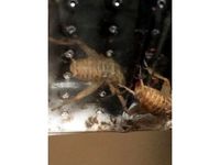 Water Feeder (Tested) by TrolikWasHere