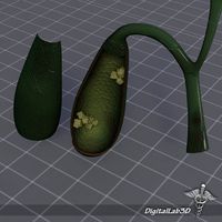 Gall Bladder Anatomy3d model