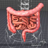 Human Large and Small Intestines3d model