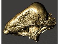Stegoceras Skull (North American pachycephalosaurs) by joerodman