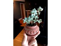 P15 - Vented and Drained Succulent Planter by cgpena