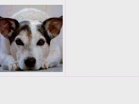 Puppy Jigsaw Puzzle by pnuvspace