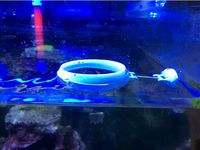 aquarium feeding ring by lyhang0506
