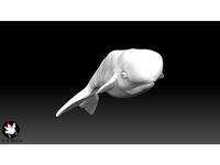 Whale by Hrolla