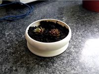 Succulent Pot by hugefpv