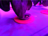 Aerogarden to 2" Net Cup Adapter by heyharvs