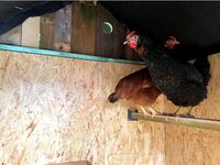 Chicken Coop Perch - Support perchoir pour poulailler by cardoenm