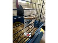 Bottle holder Guinea pig cavia for 600ml bottle by ivdk_nl_electronics