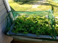 dowel hoop frame for garden netting by ecloud