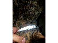 Flea Collar Buckle (No Rivets or Screws) by Jero1987