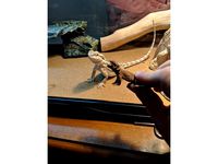 Bearded Dragon With Supports by midnightsmith