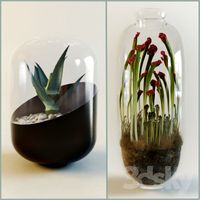 Succulent Carnivorous