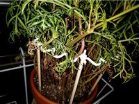 Customisable wavy plant support by aleung