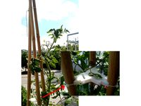 Reinforcement for bamboo climbing aid by Timothy_McPrint