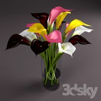 Multi-colored calla