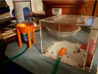 Ant drinking system by gnadori