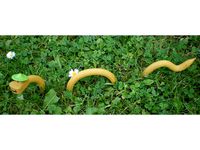 Wormy the Worm by Allemool