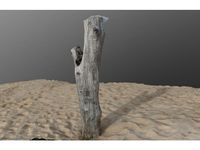 Tree Stump on the beach by TobyRobb