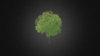 Honey locust (Gleditsia triacanthos)