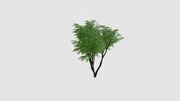 Caragana arborescens  v