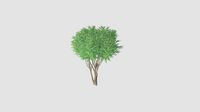 Caragana arborescens  v