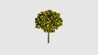 Euonymus emerald-n-gold v