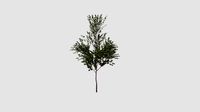 Betula  v