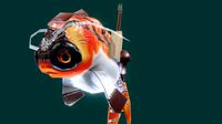 Goldfish Racer