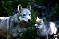 Animalia - Gray Wolf (pack)