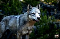 Animalia - Gray Wolf (male)