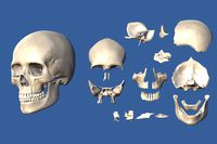 Mid-Poly Skull
